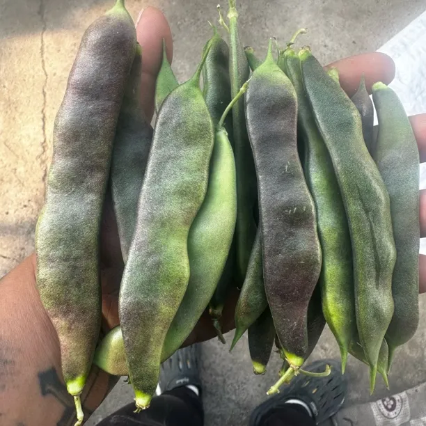 东北小园紫花油豆角 现摘现发