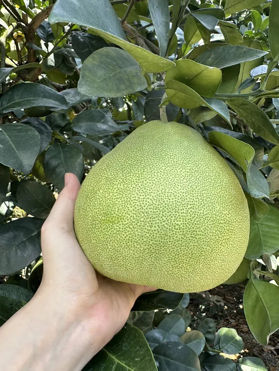 福建度尾文旦柚新鲜应季孕妇水果酸甜多汁饱满爆汁正宗莆田柚子