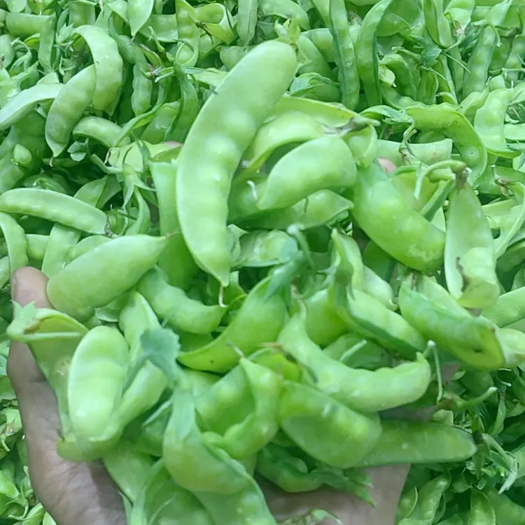 贵州新鲜蔬菜高山农家生态荷兰豆现摘豆荚现发豌豆夹豆当季甜脆