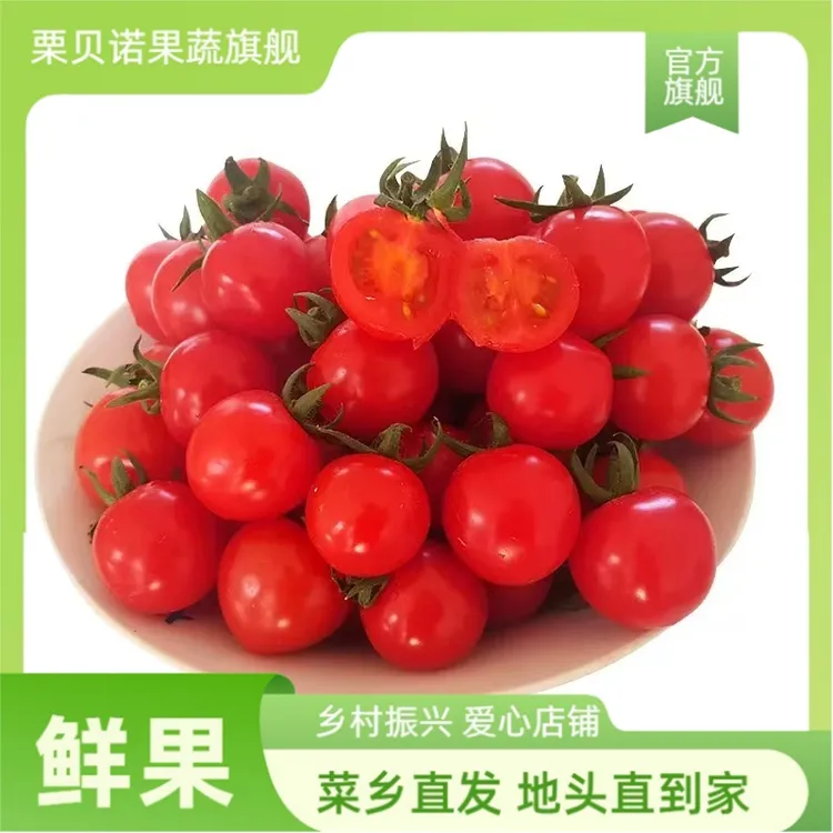 山东千禧小番茄水果新鲜山东圣女果小柿子樱桃番茄西红柿现摘现发