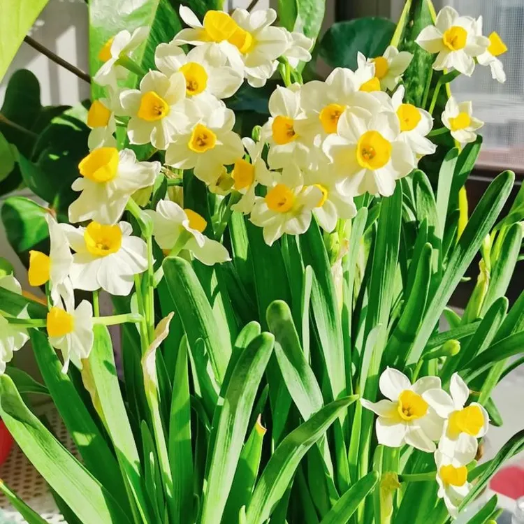 水仙花种球水培盆栽清香型室内阳台办公桌绿植水培植物正宗水仙花