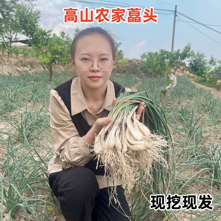 现挖重庆农家新鲜藠头泡菜下饭菜必备1斤3斤5斤8斤包邮带泥发货