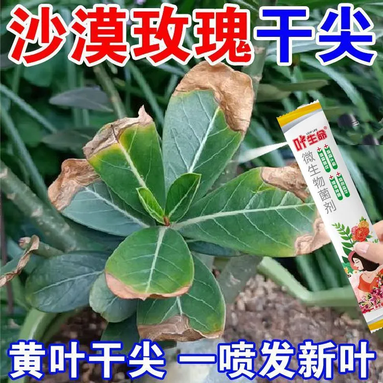 沙漠玫瑰专用黄叶掉叶枯枝不开花专用绿叶壮苗促开花微生物菌肥