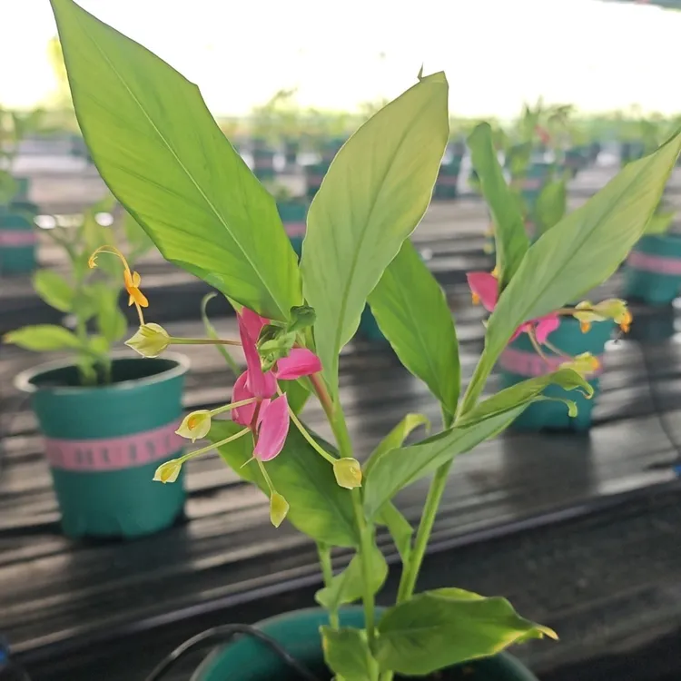 舞花姜带种球发货，教师节爆款，小众花材，基地直采黄金榕绿植