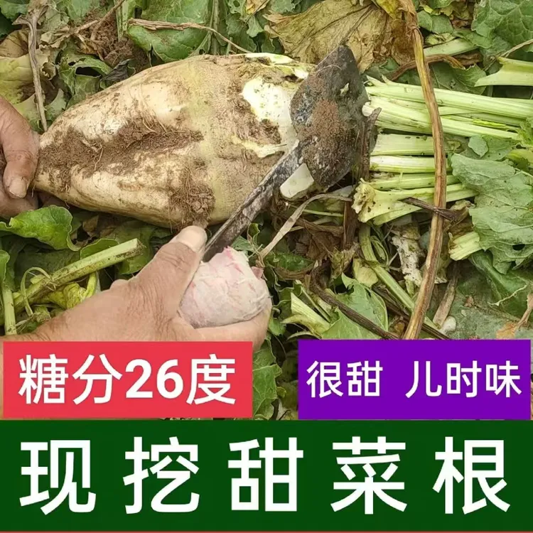 【儿时的记忆】甘肃自然糖萝卜品种甜菜根糖应季糖菜正宗甜味