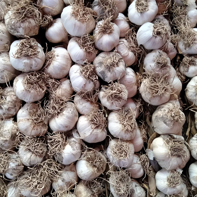【新疆包邮】吉木萨尔农家大蒜/白蒜当年干蒜/辩蒜/头蒜