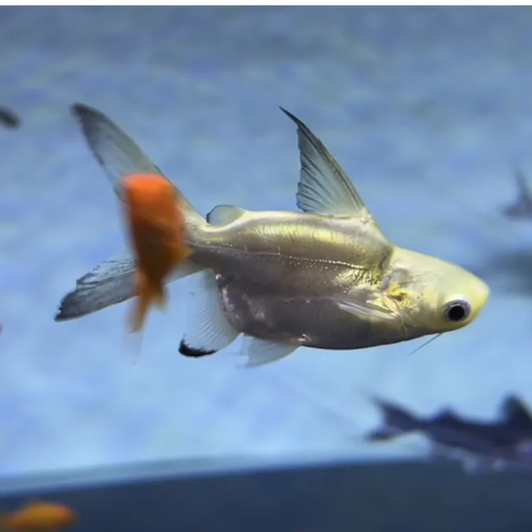 短身高背白金汗鲨鱼，真品9-10公分，纯黑缸养定，白度好，拒绝通货