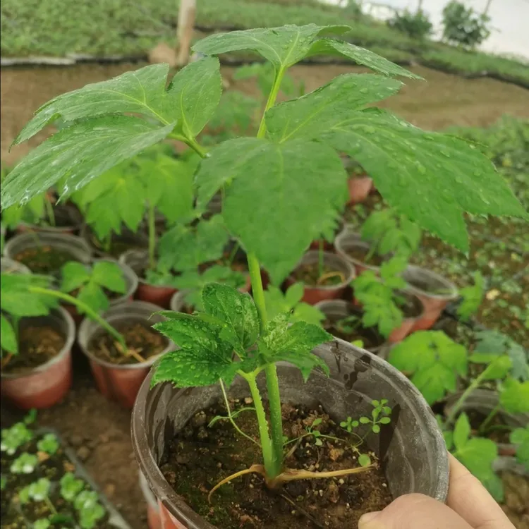 咸草王神仙草长寿菜盆栽连盆带土 阳台地栽庭院种植四季可种