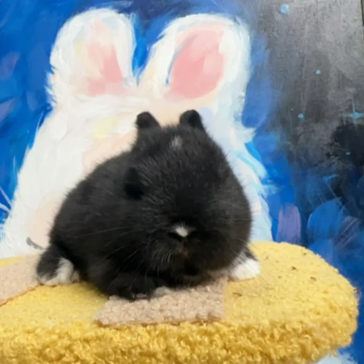 双血统侏儒兔白鼻头黑妹妹