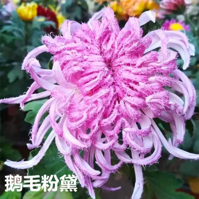 【鹅毛粉黛】菊花苗带土球易成活耐热耐寒高端大气四季开花大菊花