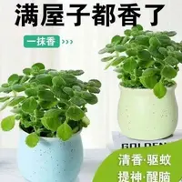 2号王小二碰碰香 全店多肉任意拍满2单发货 拍满5单送一包吡虫啉