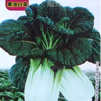 【全店满五包包邮】黑油白菜种子庭院农家种植蔬菜种子四季白菜青菜