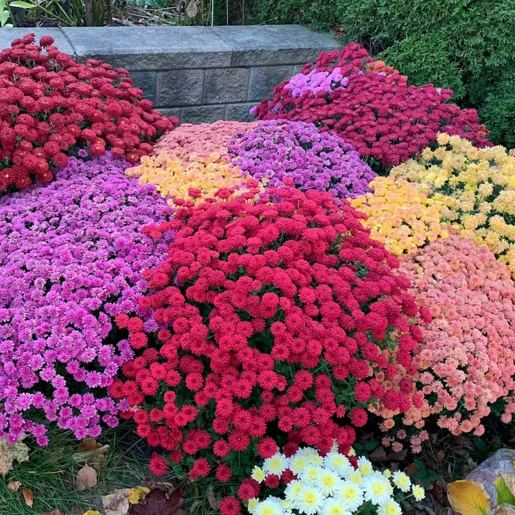 球菊爆盆花卉苗千头菊耐寒阳台庭院花园盆栽地栽好养自然成球