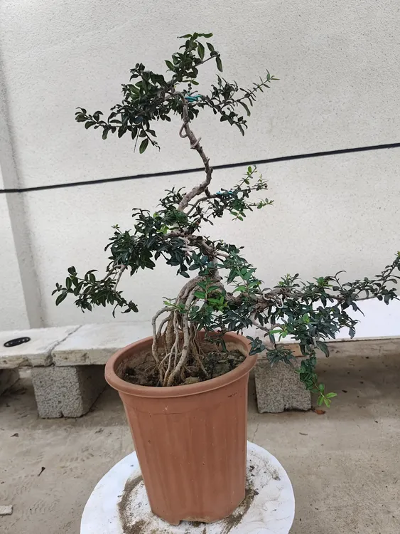 石榴盆景精品好养易活