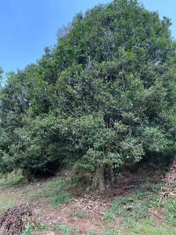 2025年云南普洱茶生茶饼春茶山头采茶叶回甘有山韵花香蜜香200克