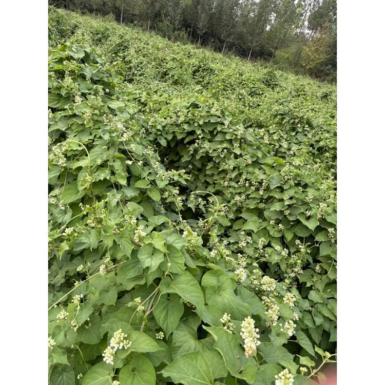 何首乌种子高产包发芽