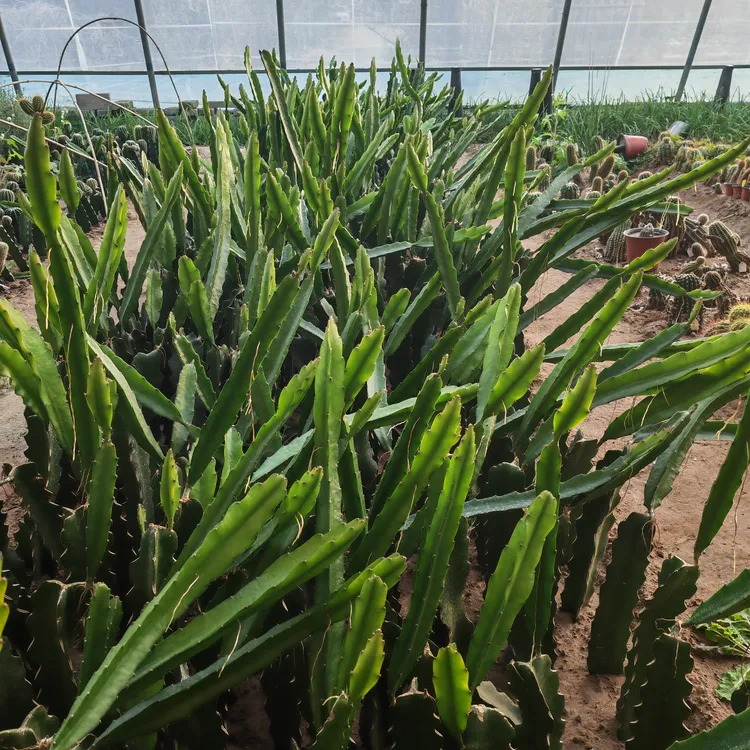 可嫁接仙人球砧木 三角 袖蒲