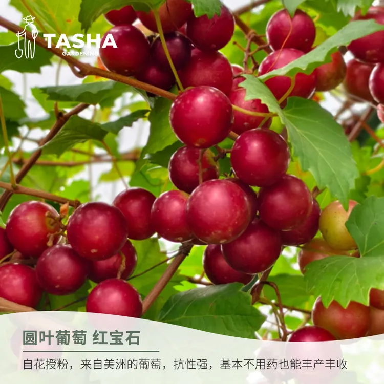 塔莎的花园圆叶葡萄马斯卡丁红宝石果树好养易活家庭果蔬种植