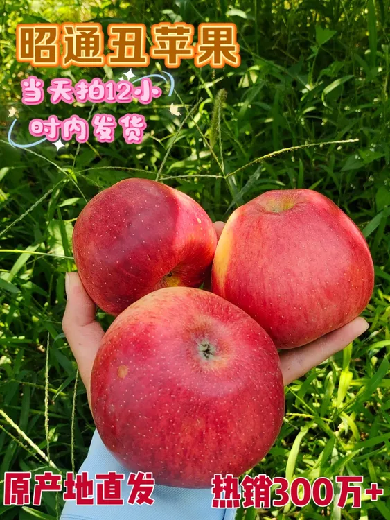 10斤大果2025年正宗云南昭通冰糖心红露丑苹果，现摘现发新鲜水果。