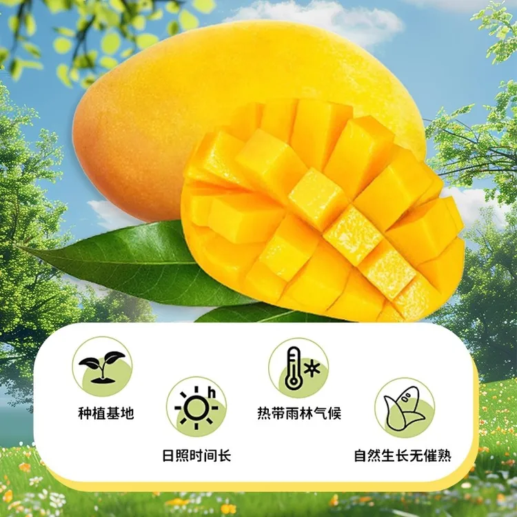 芒果干休闲玉芒零食解馋小吃食品厚切水果干果脯蜜饯批发