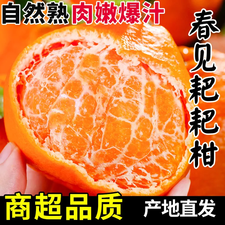 【商超品质】正宗四川春见耙耙柑新鲜水果粑粑柑橘子当季丑橘