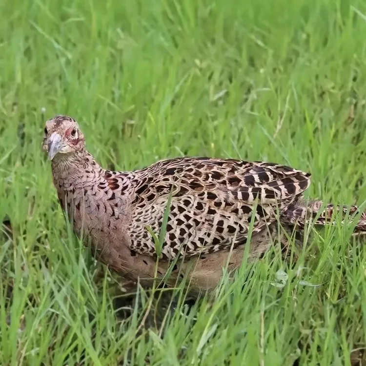 七彩山鸡 70天青年鸡 各规格公鸡母鸡 肉质鲜嫩