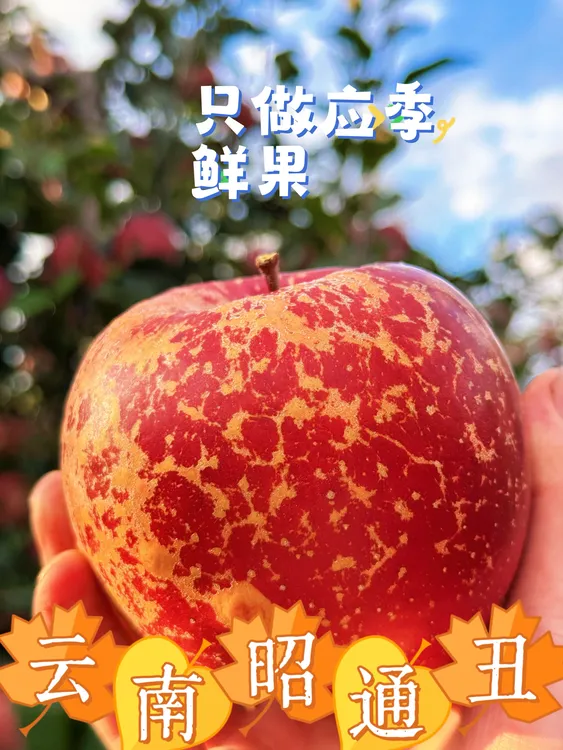 正宗昭通冰糖心苹果【优质果】脆甜多汁产地直发商品图