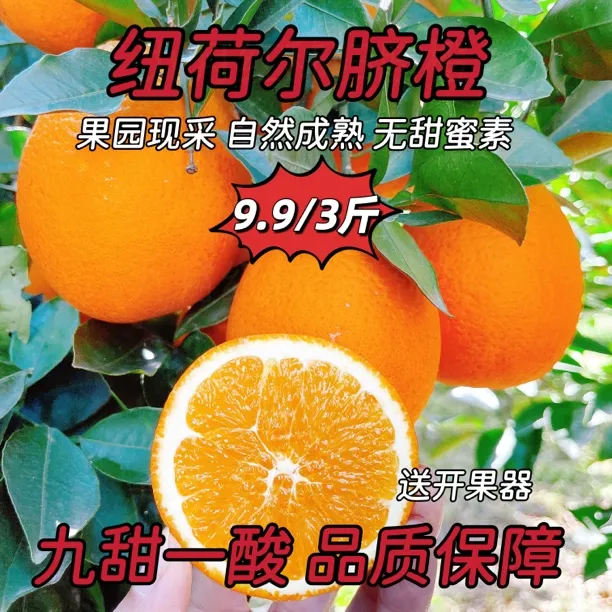 新鲜宜昌脐橙3-10斤宜昌纽荷尔脐橙现摘现发橙子水果产地直发批发