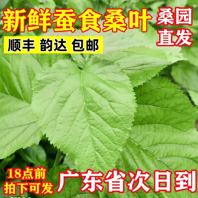 【买二送一】桑叶新鲜 现摘养蚕食用小蚕嫩桑叶蚕宝宝学生养蚕套装