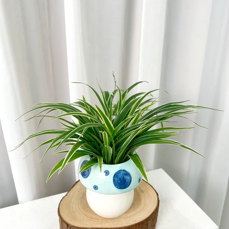 【喜半阴】水培金边吊兰蘑菇盆植物室内水养办公室桌面花卉好养绿植