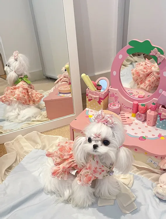 安贝妮大眼弟弟宠物服饰