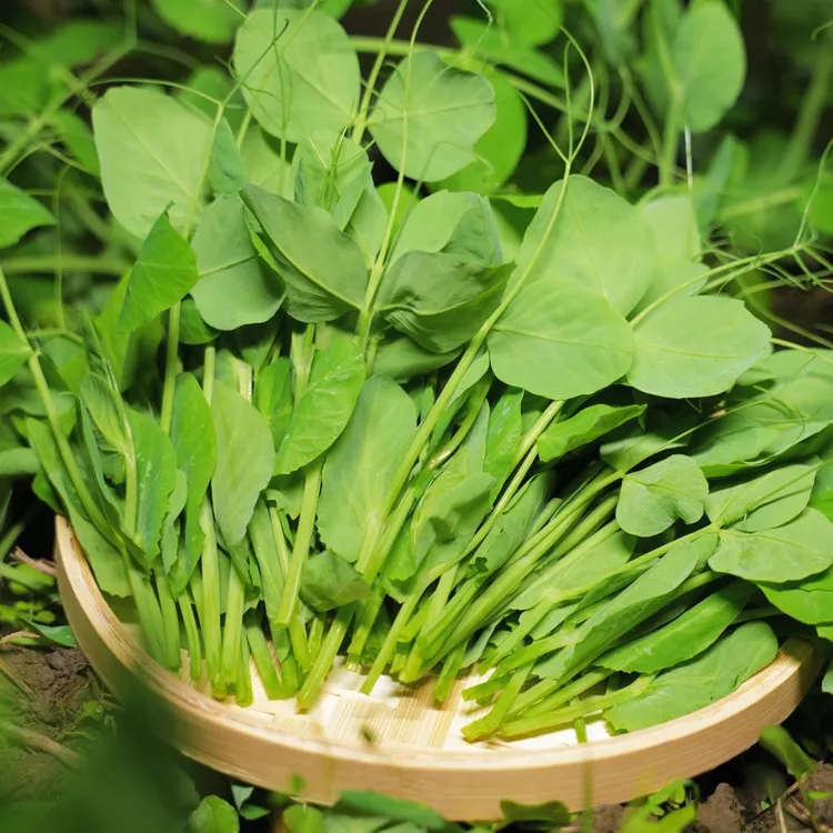 四川新鲜豌豆尖豌豆苗现摘豌豆颠鲜嫩豆苗半斤/1/2/3/4斤包邮