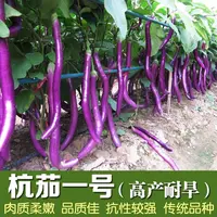 【满五包包邮】杭茄一号长茄种子线茄蔬菜种籽春季秋冬茄子种籽茄苗