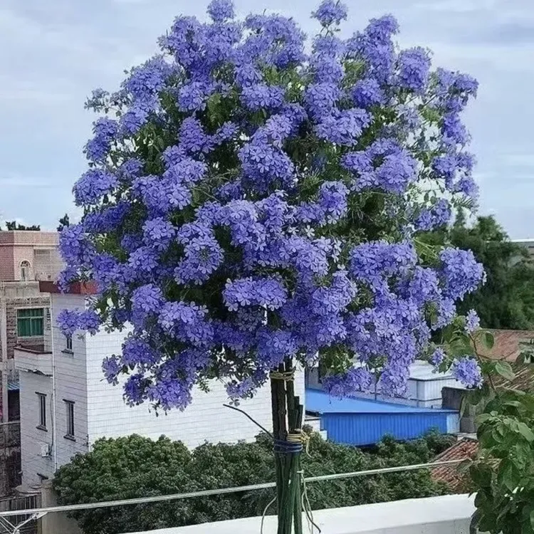 蓝雪花棒棒糖盆栽爆花强花卉新手易养护生花苞庭院植物