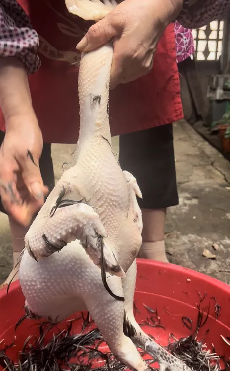 闽清土鸡闽清毛脚鸡200天以上