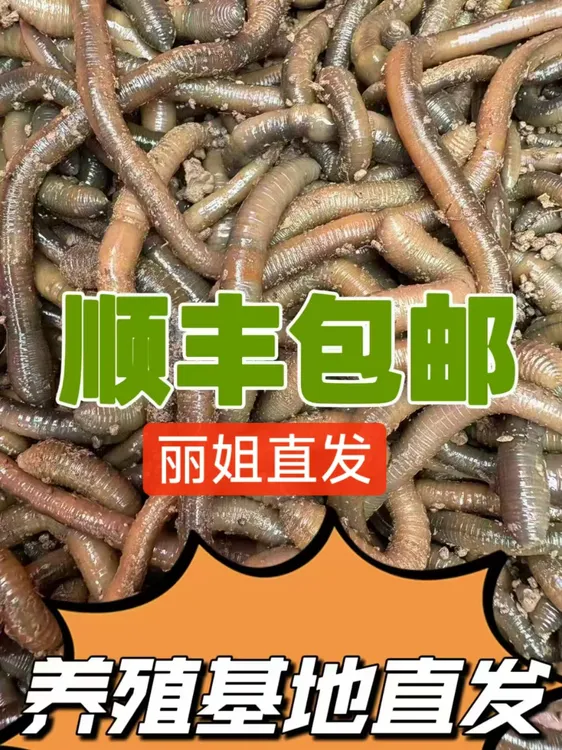 鲜活青蚯蚓黑蚯蚓腥味十足活饵用于钓黄鳝钓活力十足顺丰包邮到手