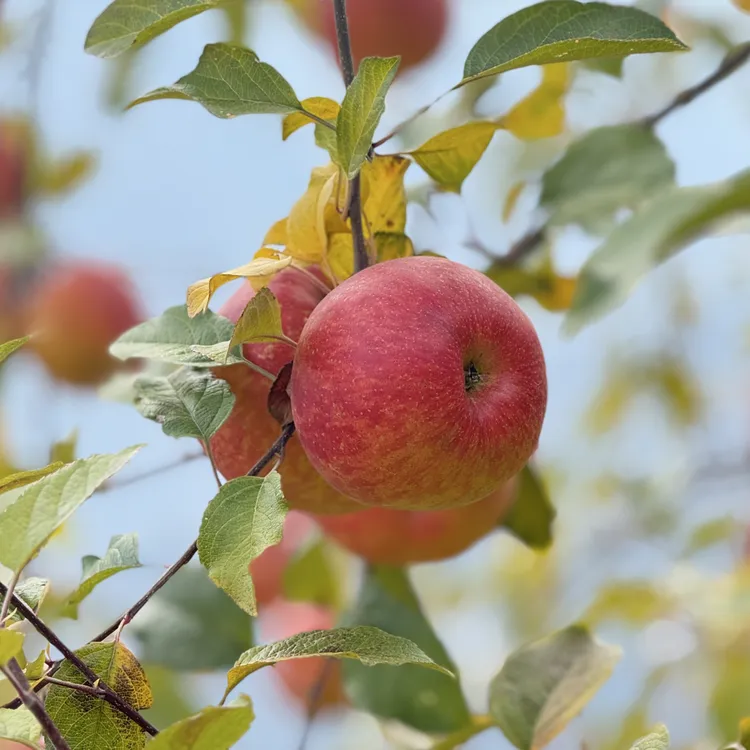 冰糖心丑苹果新鲜脆甜多汁产地直发当季水果现摘现发