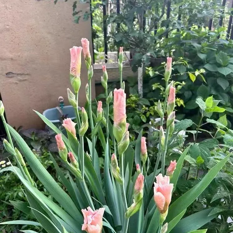 【十颗装】德国进口鸢尾花苗多年生耐旱寒阳台庭院地栽花卉植物