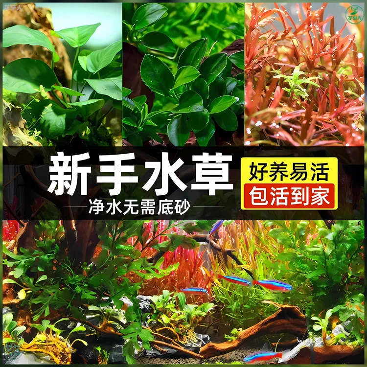 鱼缸净化懒人水草造景真草水培淡水活体水族箱中后景阴性水草套餐