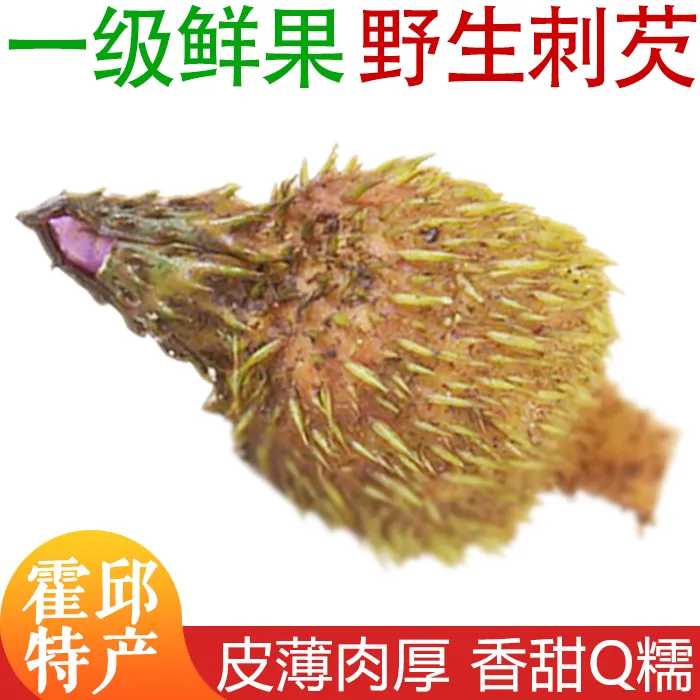 霍邱特产25年新鲜带壳鸡头果芡实 【野生刺芡】打磨10-11mm鸡头米