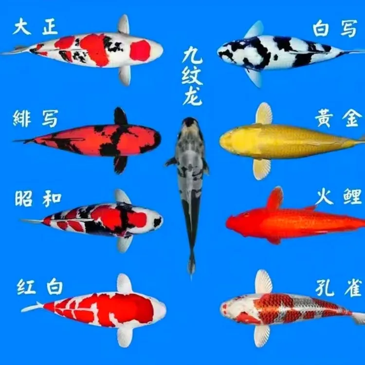 中阳直播选品锦鲤观赏鱼