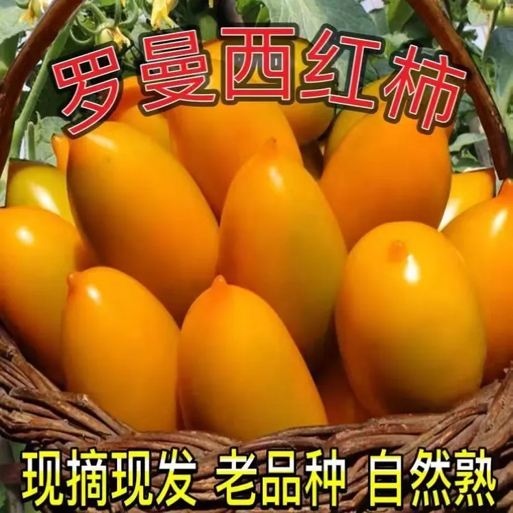 正宗东北黄罗曼柿子青甜柿子农家特产黑土地种植现摘现发