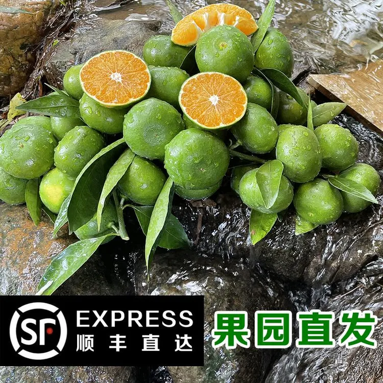 【顺丰包邮】江西赣南寻乌蜜桔现摘现发无籽青皮新鲜应季水果3/5斤