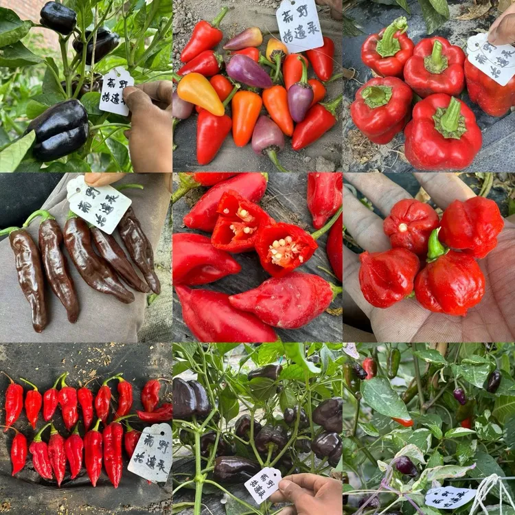 荒野拾遗录辣椒种子合集阳台庭院种植多种辣度可选传统品种可留种