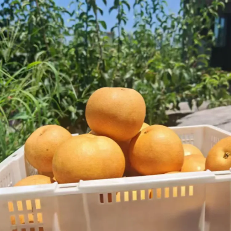 四川沙土种植丰水梨 新鲜现摘脆甜多汁