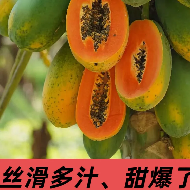 广西冰糖心红心木瓜多汁细腻软糯香甜新鲜水果，水果木瓜，甜蜜蜜