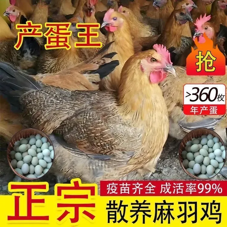 青脚鸡活体鸡苗正宗散养麻羽鸡苗土鸡绿壳蛋鸡活苗高产蛋农家笨鸡