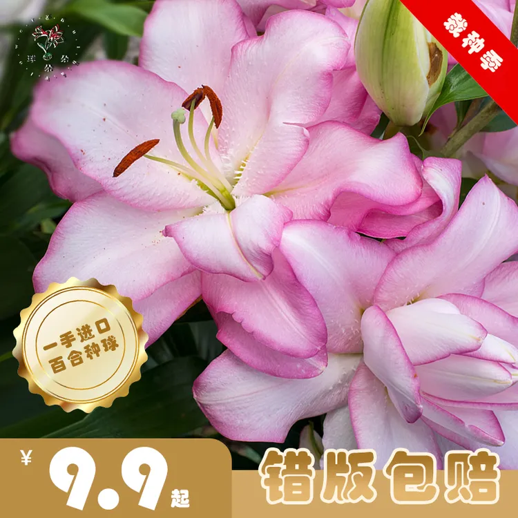 【球朵朵】进口百合种球庭院阳台室内种植易观赏四季多年生重瓣