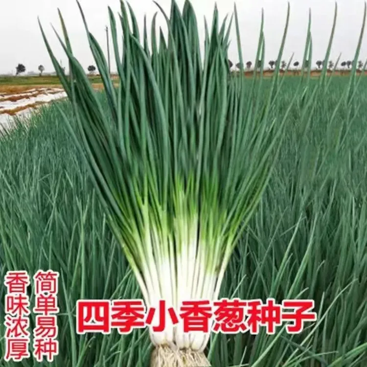 【3包3块8】小香葱籽种子四季易种种子阳台混合香葱种子生长