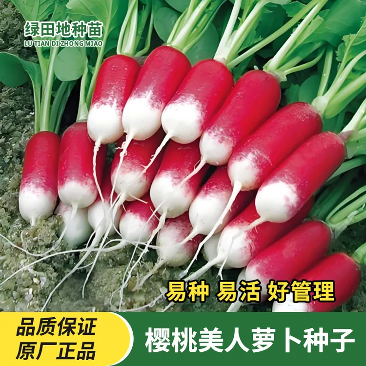 樱桃小美人萝卜种子大拇指萝卜水果萝卜种子小院庭院盆栽蔬菜种子